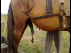 Home recording of a horse with a hardon 